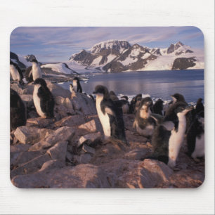Antarctica, Adelie-pinguïnkuikens Muismat