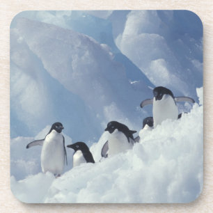 Antarctica. Adelie pinguins Bier Onderzetter