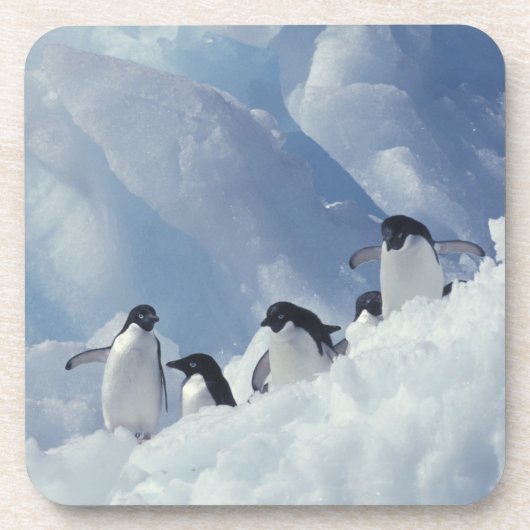 Antarctica. Adelie pinguins Bier Onderzetter (Voorkant)