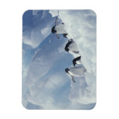 Antarctica. Adelie pinguins Magneet (Verticaal)