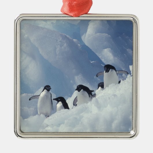 Antarctica. Adelie pinguins Metalen Ornament (Voorkant)