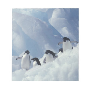Antarctica. Adélie-pinguïns Notitieblok