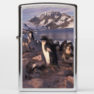 Antarctica, Adeliepinguïnkuikens