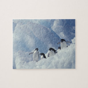 Antarctica. Adeliepinguïns Legpuzzel