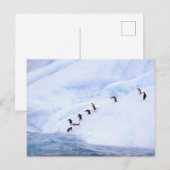 Antarctica, Antarctisch Schiereiland. Chinstrap Briefkaart (Voorkant / Achterkant)