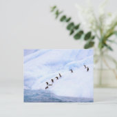 Antarctica, Antarctisch Schiereiland. Chinstrap Briefkaart (Staand voorkant)