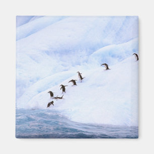 Antarctica, Antarctisch schiereiland. Chinstrap Magneet