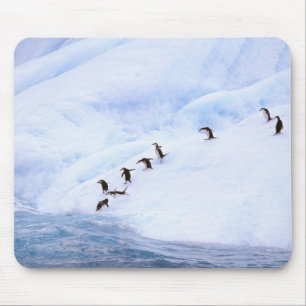 Antarctica, Antarctisch schiereiland. Chinstrap Muismat