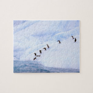 Antarctica, Antarctisch Schiereiland. Kuifpinguïn Legpuzzel