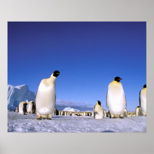 Antarctica, Antarctisch schiereiland, Weddell Zee, Poster