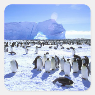 Antarctica, Antarctisch schiereiland, Weddell Zee, Vierkante Sticker