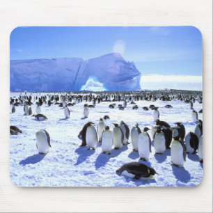 Antarctica, Antarctisch Schiereiland, Weddellzee,  Muismat