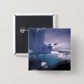 Antarctica. Antarctische ijlluizen 2 Vierkante Button 5,1 Cm (Voorkant /achterkant)