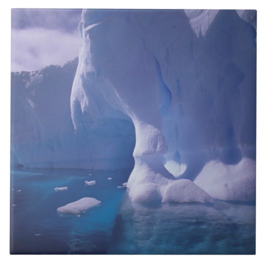 Antarctica. Antarctische ijlluizen 3 Tegeltje (Voorkant)