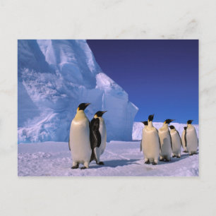 Antarctica, Australisch Antarctisch Gebied, 7 Briefkaart