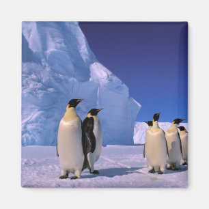 Antarctica, Australisch Antarctisch Territorium, 7 Magneet