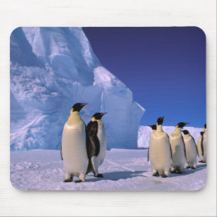 Antarctica, Australisch Antarctisch Territorium, 7 Muismat