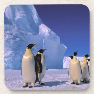 Antarctica, Australisch Antarctisch Territorium, 7 Onderzetter