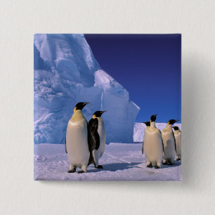 Antarctica, Australisch Antarctisch Territorium, 7 Vierkante Button 5,1 Cm