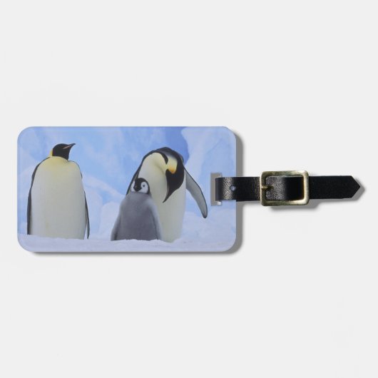 Antarctica. Emperor penguins & chick Bagagelabel (Voorkant horizontaal)