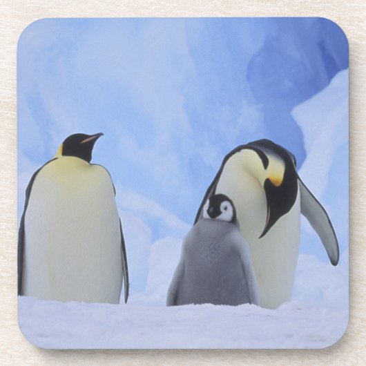 Antarctica. Emperor penguins & chick Bier Onderzetter (Voorkant)
