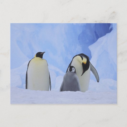 Antarctica. Emperor penguins & chick Briefkaart (Voorkant)