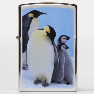 Antarctica, Keizerspinguïns