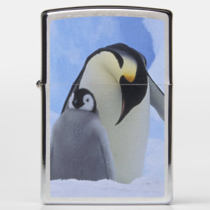 Antarctica. Keizerspinguïns en jong