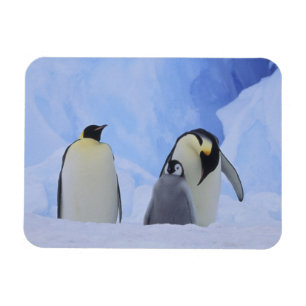 Antarctica. Keizerspinguïns en jong Magneet