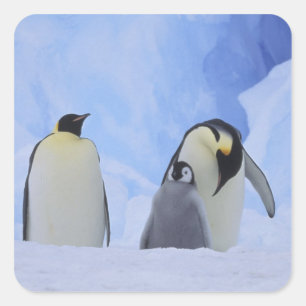 Antarctica. Keizerspinguïns en jong Vierkante Sticker