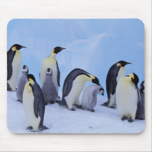 Antarctica, Keizerspinguïns Muismat