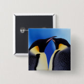 Antarctica, keizerspinguïns vierkante button 5,1 cm (Voorkant /achterkant)
