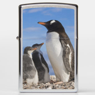 Antarctica, Neko Cove (Haven). Ezelspinguïn 2