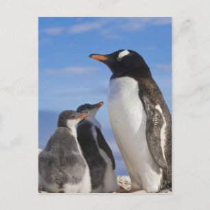 Antarctica, Neko Cove (Haven). Ezelspinguïn 2 Briefkaart