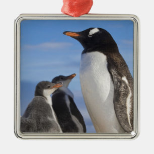 Antarctica, Neko Cove (Haven). Ezelspinguïn 2 Metalen Ornament