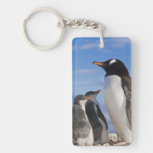 Antarctica, Neko Cove (Haven). Ezelspinguïn 2 Sleutelhanger