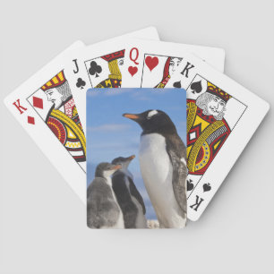 Antarctica, Neko Cove (Haven). Ezelspinguïn 2 Speelkaarten
