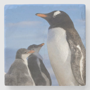 Antarctica, Neko Cove (Haven). Ezelspinguïn 2 Stenen Onderzetter