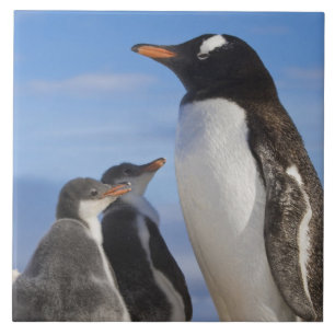 Antarctica, Neko Cove (Haven). Ezelspinguïn 2 Tegeltje