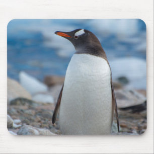 Antarctica. Neko Harbor. Ezelpinguïn Muismat