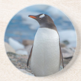 Antarctica. Neko Harbor. Ezelspinguïn Zandsteen Onderzetter