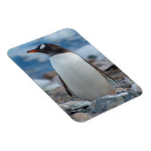 Antarctica. Neko Harbour. Gentoo Penguin Magneet (Rechterzijde)