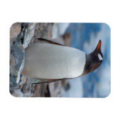 Antarctica. Neko Harbour. Gentoo Penguin Magneet (Horizontaal)