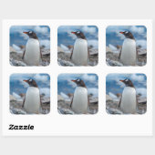 Antarctica. Neko Harbour. Gentoo Penguin Vierkante Sticker (Vel)