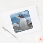 Antarctica. Neko Harbour. Gentoo Penguin Vierkante Sticker (Envelop)