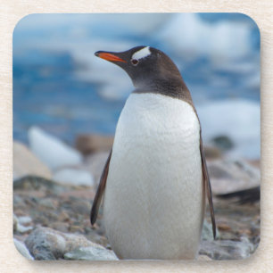 Antarctica. Neko Haven. Ezelspinguïn Drankjes Onderzetter