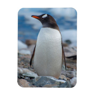 Antarctica. Neko Haven. Ezelspinguïn Magneet