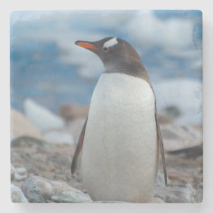 Antarctica. Neko Haven. Ezelspinguïn Stenen Onderzetter
