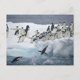 Antarctica, Paulet-eiland. Adelie-pinguïns Briefkaart