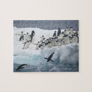 Antarctica, Paulet-eiland. Adélie-pinguïns Legpuzzel